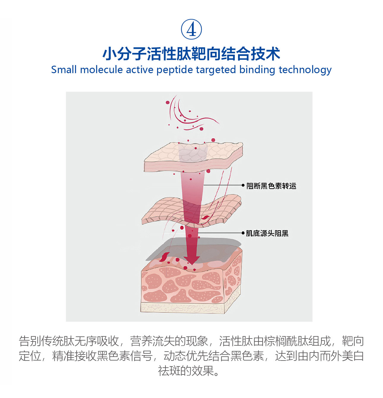 小分子活性肽靶向結(jié)合技術(shù)